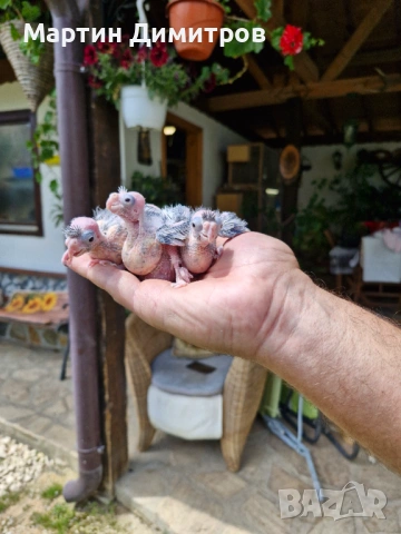 Малки белолики корелки , снимка 5 - Папагали - 54181451