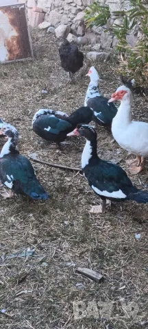 Продавам неми юрдечки малки и големи!, снимка 6 - други­ - 47464575