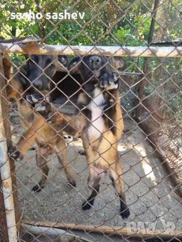 Продавам белгийски овчарки, снимка 1