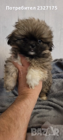 Пекинези, снимка 7 - Пекинез - 25815187