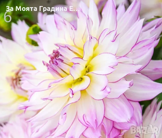 Далия коренище, снимка 6 - Градински цветя и растения - 49489656