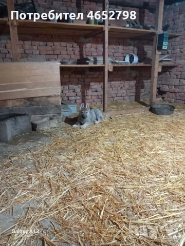 Чехословашки Вълчак, снимка 11 - Други - 53214003