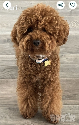Мъжки Мини Пудел за разплод , снимка 3 - Търси партньор - 54237160