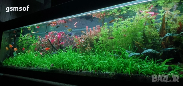 аквариумно растение Sagittaria subulata - Сагитария , снимка 2 - Градински цветя и растения - 51855258