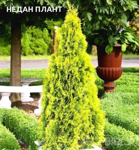 Златиста пирамидална туя