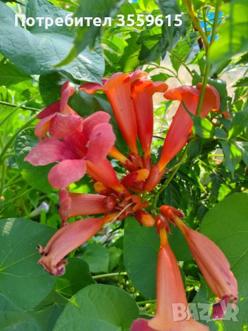 Семена на красиво градинско увивно растение Червена Текома