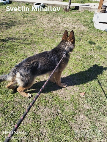 Продава се Женска 8 месечна Немска овчарка , снимка 3 - Немска овчарка - 54006878
