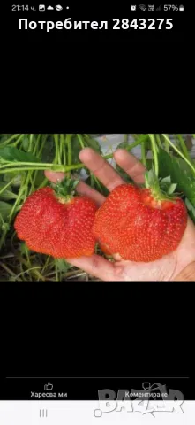 Разсад ягоди , снимка 5 - Сортови семена и луковици - 49684298