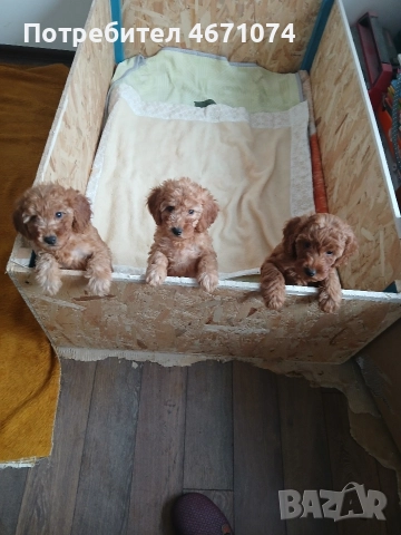 Пуделчета , снимка 3 - Пудели - 52680135