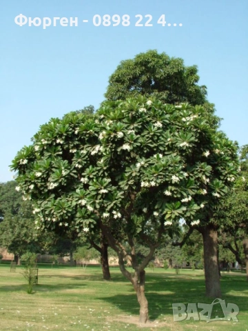 Бадем - Фиданки, снимка 7 - Разсади - 52715416