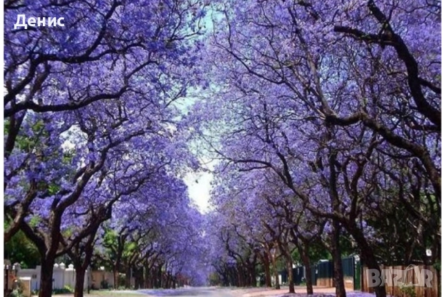 500 семена за Царска пауловния, снимка 4 - Сортови семена и луковици - 52813580