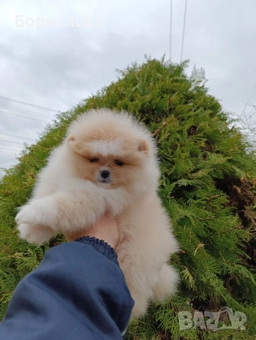 Момче и момиче померани , снимка 2 - Померан - 53937092