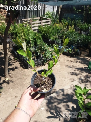 Бреза и Върба, снимка 13 - Градински цветя и растения - 27205053