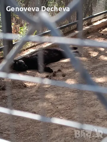 Самоходно шаси