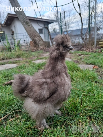 Американски копринки пилета , снимка 5 - Кокошки и пуйки - 52954194