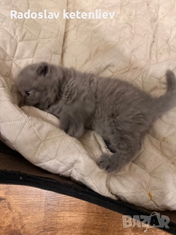 Шотландска клепоуха , снимка 16 - Британска късокосместа - 52379618