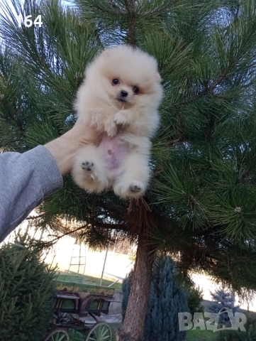 Мини момченце.Померан. Реални снимки от 29.12.25 г. 