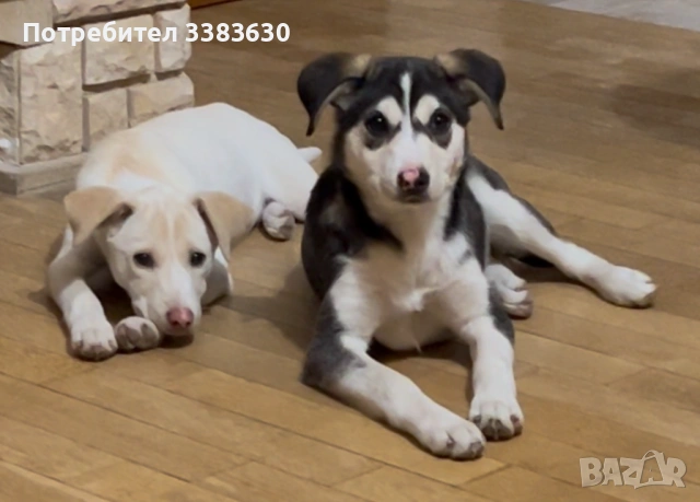 Подарявам две сладки  женски кученца, снимка 4 - Други - 53078182