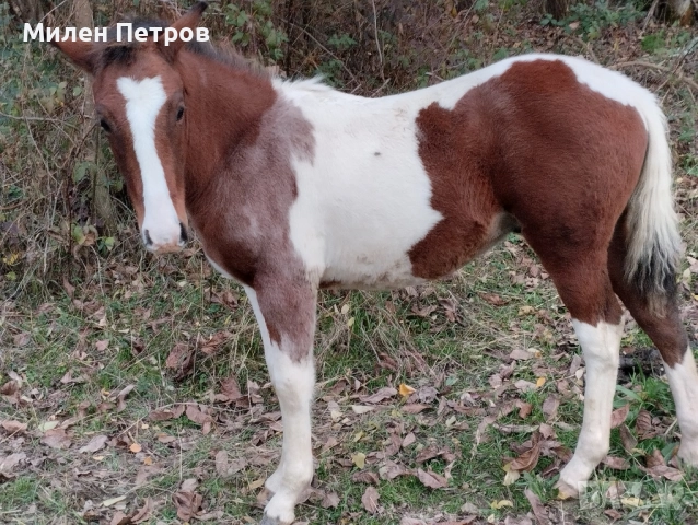 коне, снимка 4 - Коне - 52392950