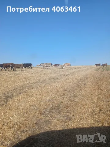 Продавам стадо крави , снимка 7 - Крави - 56054477