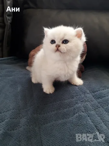 КОТЕНЦА КАТО ЖИВИ ИГРАЧКИ