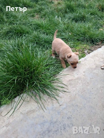 Продавам женски пинчер 