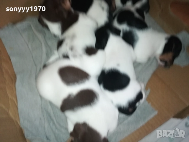 ДЖАК РЪСЕЛ 0709250822, снимка 4 - Джак ръсел териер - 51630112