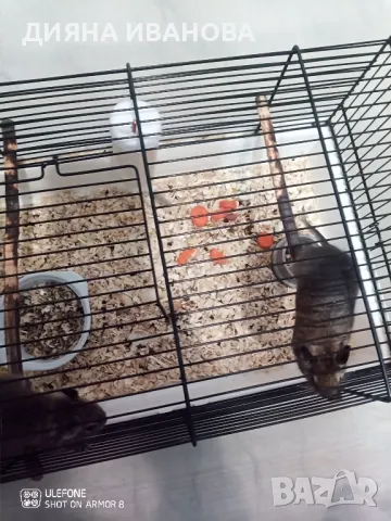 Сладки катерички дегу, снимка 3 - Хамстери - 48394109