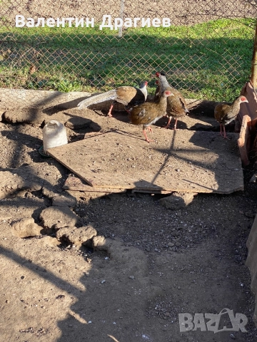 Сребърни фазани, снимка 3 - други­ - 52949007