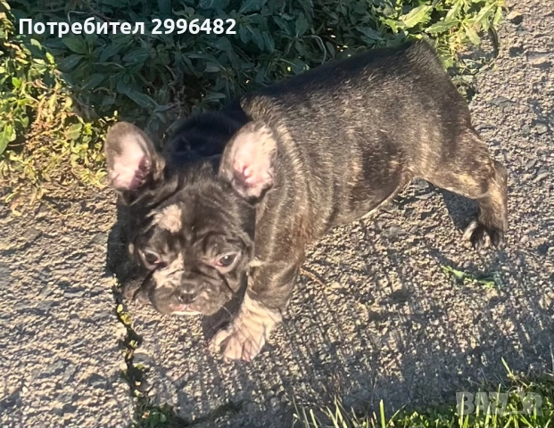 Френски булдог , снимка 5 - Френски булдог - 52567202