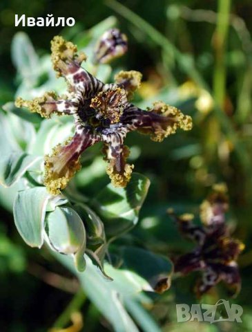 Ferraria crispa - Ферария криспа