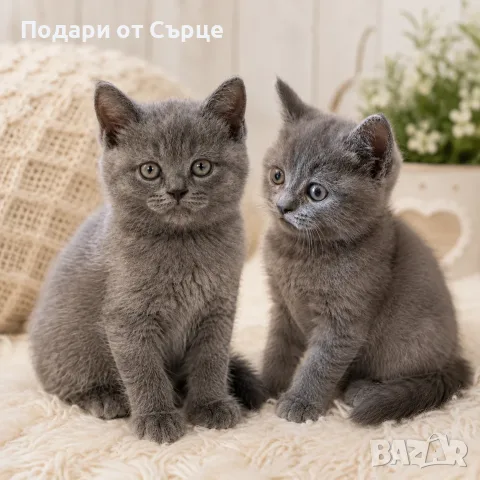 Британски късокосмести котенца, снимка 2 - Британска късокосместа - 55793068