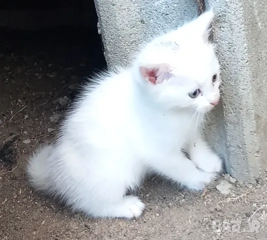 Подаряваме котета., снимка 5 - Други - 54716851