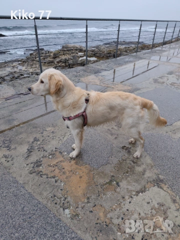 Продавам женски Голдън ретривър на 9 месеца., снимка 2 - Голдън ретривър - 53944965
