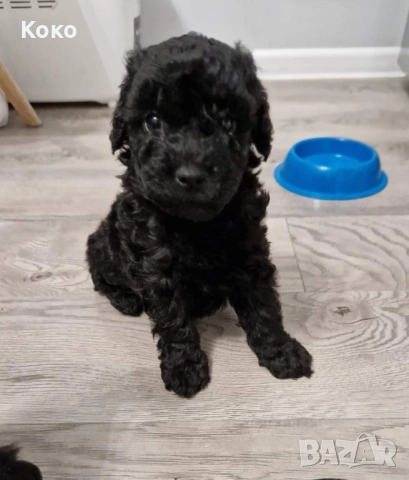 Той пудел/Тийкъп 