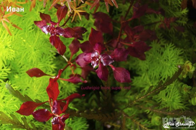 Пакети аквариумни растения, мъхове , снимка 11 - Други - 33326246