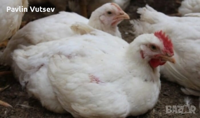 пилета, снимка 3 - Кокошки и пуйки - 52416754