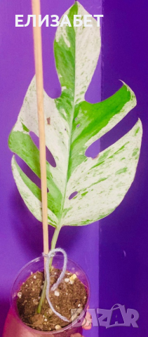 Epipremnum marbel, снимка 1 - Стайни растения - 44926308