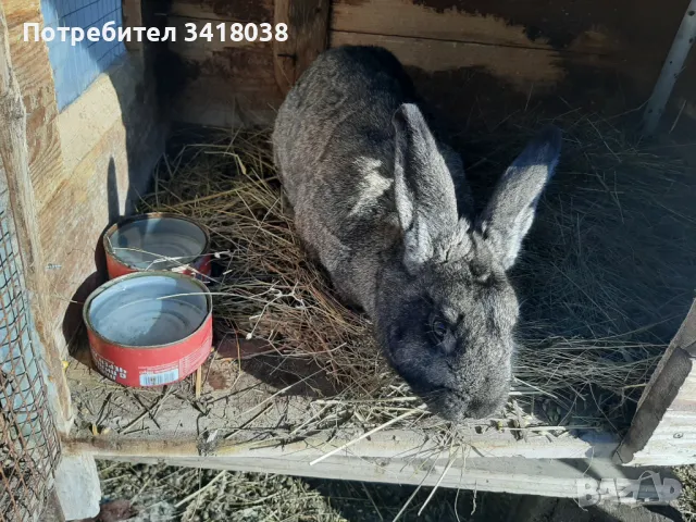продавам зайци - различни породи и възрасти, снимка 8 - Други животни - 49253579