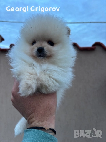 Померан момче, снимка 4 - Померан - 52722866