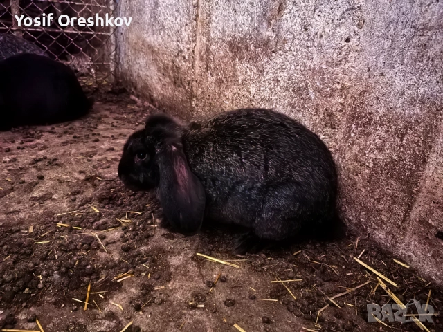 Смесени едри зайци! , снимка 3 - Други - 52385538