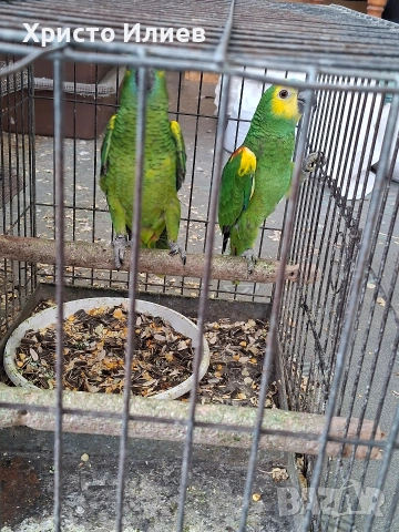 Парот център Бургас продава двойка синьочели амазони , снимка 2 - Папагали - 54238585