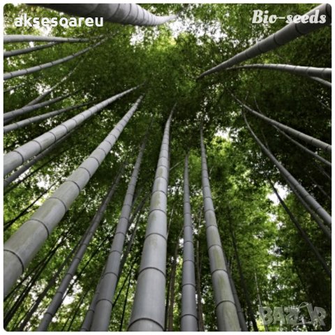 100 броя семена от декоративен бамбук Moso Bamboo зелен МОСО БАМБО за декорация и дървесина, снимка 14 - Сортови семена и луковици - 37711749