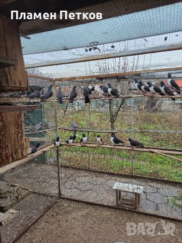 Унгарска калугерка (лястовица), снимка 7 - Гълъби - 53062566