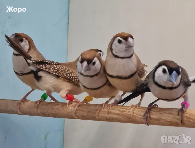 Продавам Белолици амадини, снимка 8 - Амадини - 52827707