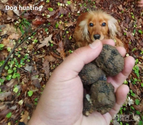 Кокер-спрингер шпаньол момче и момиче шпаньоли , снимка 12 - Шпаньоли - 52552060