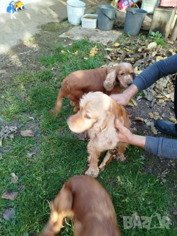 Женски Кокер Шпаньол, снимка 6 - Кокер шпаньол - 52431543