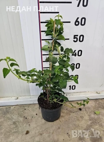 Хортензия катерлива /Hydrangea anomaly petiolaris, снимка 2 - Градински цветя и растения - 51047320