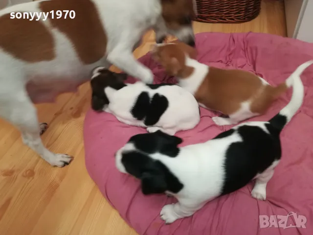 джакове-бебета с първа ваксина и паспорт 0502251824, снимка 7 - Джак ръсел териер - 48981730