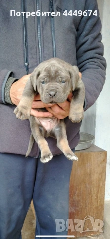 Кане корсо (ферментино), снимка 2 - Кане корсо - 53929196